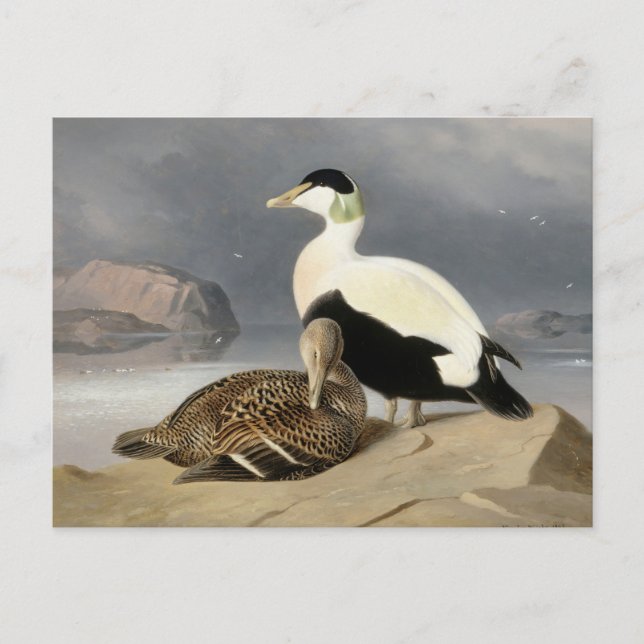 Carte Postale Kaksi Haahkaa par Ferdinand von Wright (Devant)