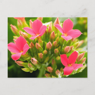 Carte Postale Kalanchoe blossfeldiana