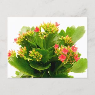 Carte Postale Kalanchoe blossfeldiana