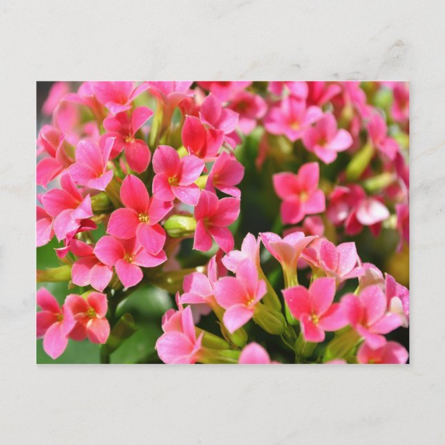 Carte Postale Kalanchoes roses (Devant)