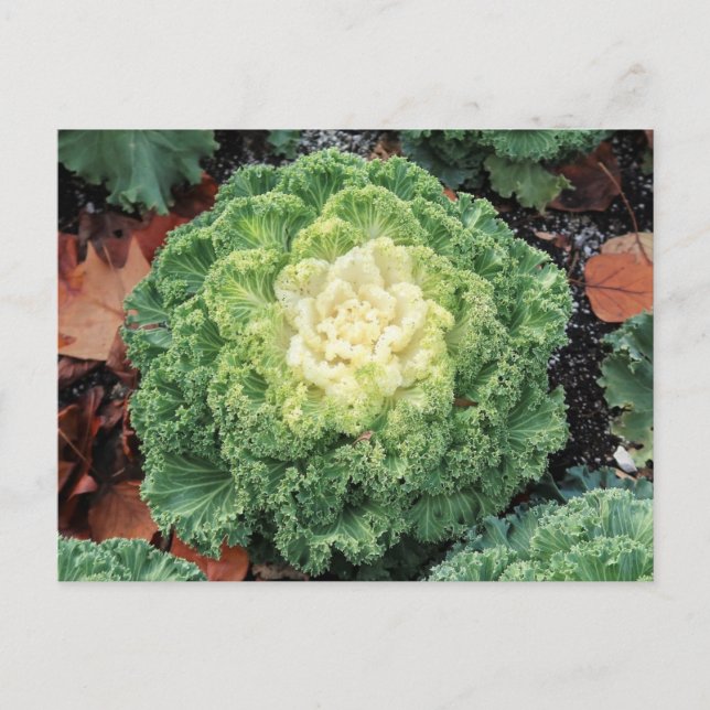 Carte Postale Kale ornemental (Devant)