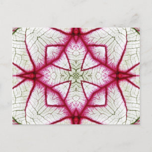 Carte Postale Kaleidoscope de Caladium rouge, blanc et vert