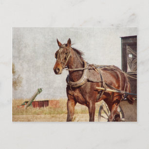 Carte Postale Kalona, cheval de l'Iowa et boguet amish