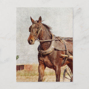 Carte Postale Kalona, Iowa Amish Horse et Buggy