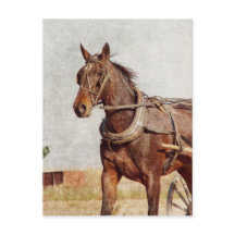 Kalona, Iowa Amish Horse et Buggy