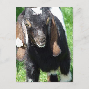 Carte Postale Kalvin