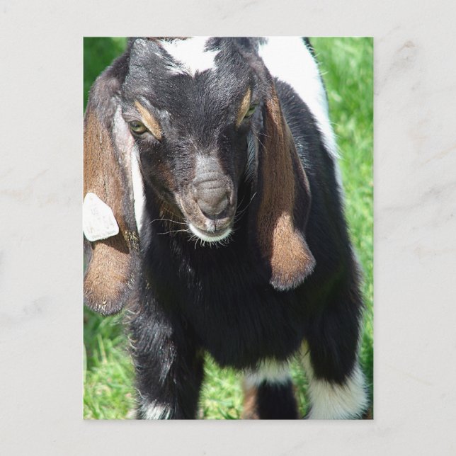 Carte Postale Kalvin (Devant)