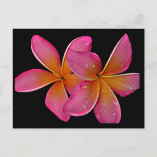 Carte postale Kaneohe Sunburst Plumeria