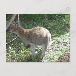 Carte postale Kangaroo !