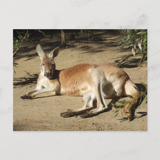 Carte postale Kangaroo (Devant)