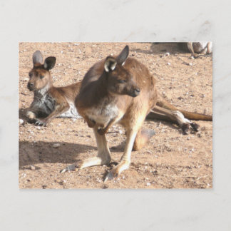 Carte postale Kangaroo