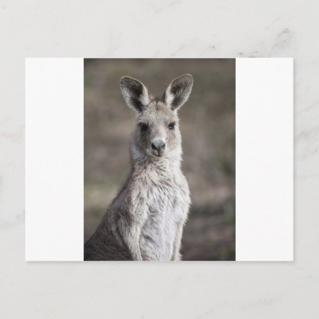 Carte Postale Kangaroo (Devant)