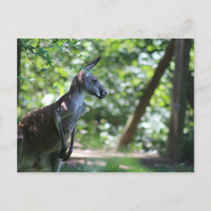 Carte postale Kangaroo