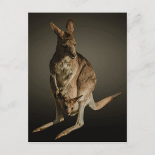 Carte Postale Kangaroo
