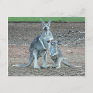 Carte    postale Kangaroo