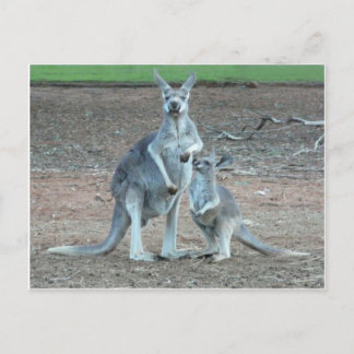 Carte    postale Kangaroo