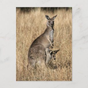 Carte Postale Kangaroo avec Joey bébé à Pouch