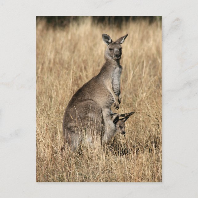 Carte Postale Kangaroo avec Joey bébé à Pouch (Devant)