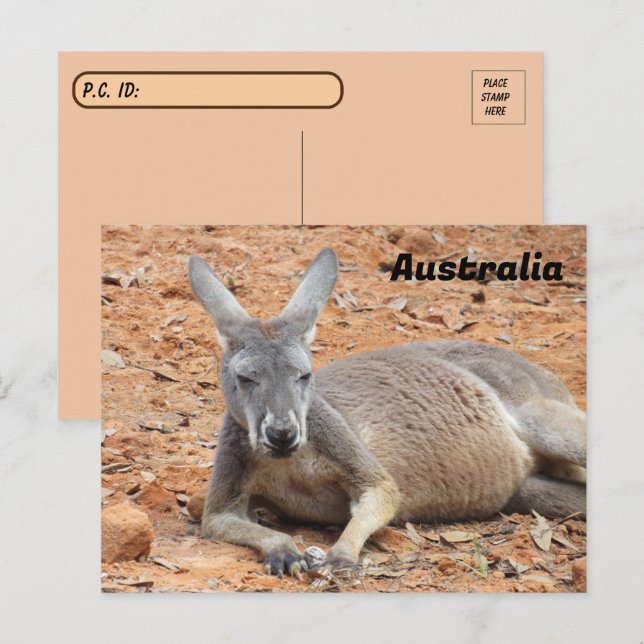 Carte Postale Kangaroo confiance après-traversée (Devant / Derrière)