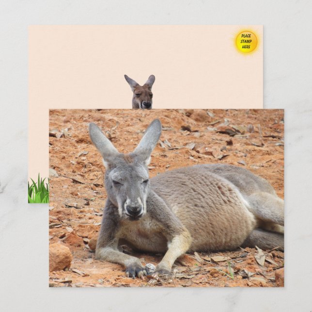 Carte postale Kangaroo Confiante (Devant / Derrière)
