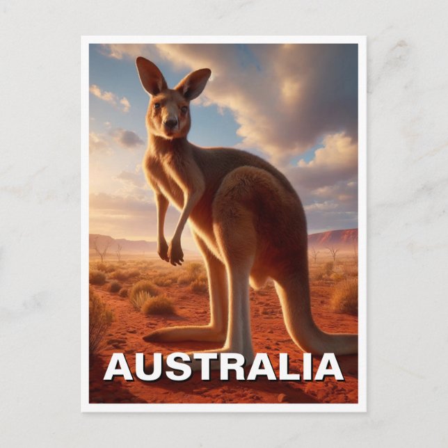 Carte Postale Kangaroo dans l'Outback Australie (Devant)