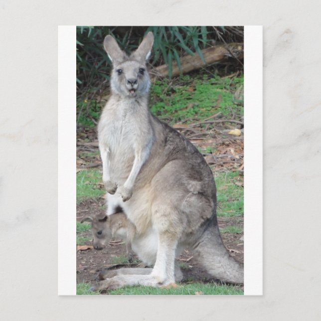 Carte Postale Kangaroo et Joey (Devant)