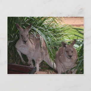Carte Postale Kangaroo gris-oriental australien