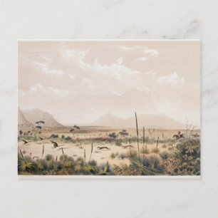 Carte Postale Kangaroo Hunt