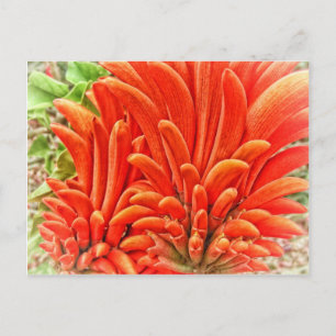 Carte Postale Kangaroo Paw