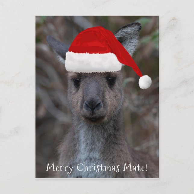 Carte Postale Kangaroo Visage Père Noël Joyeux Noël Mate (Devant)