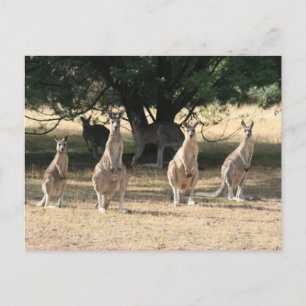 Carte Postale Kangaroos dans une rangée
