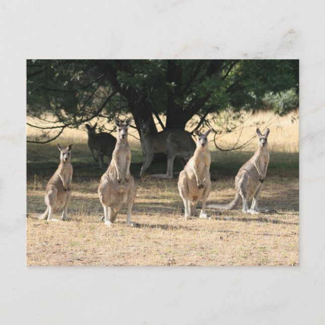 Carte Postale Kangaroos dans une rangée (Devant)