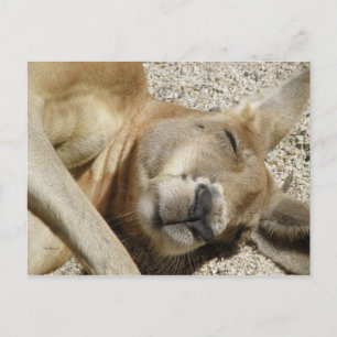Carte postale Kangourou endormi QLD Australie