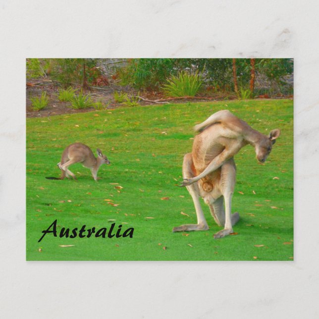 Carte Postale kangourous (Devant)