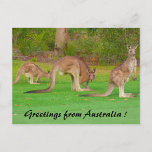 Carte Postale kangourous
