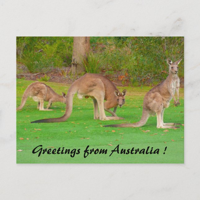 Carte Postale kangourous (Devant)
