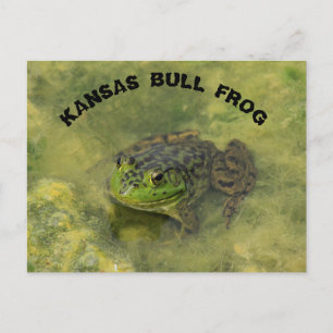 Carte Postale Kansas Bull Frog shot closeud POST CARD