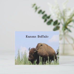Carte Postale Kansas coloré Refuge faunique de Maxwell Buffalo