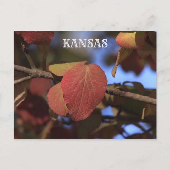 Carte Postale Kansas Fall Leave (Devant)