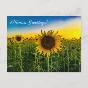Carte Postale Kansas Salutations Sunflower Field