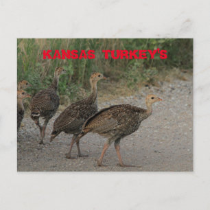 Carte postale Kansas Young Turkeys.