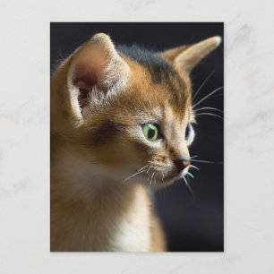 Carte Postale kat