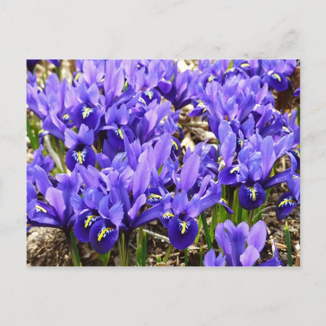 Carte Postale Katherine Hodgkin Irises Printemps Violet Floral (Devant)