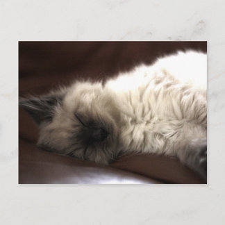 Carte Postale Kattunge/Kitten