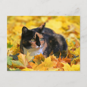 Carte Postale Katze Glückskatze tricolor schildpatt im Herbst