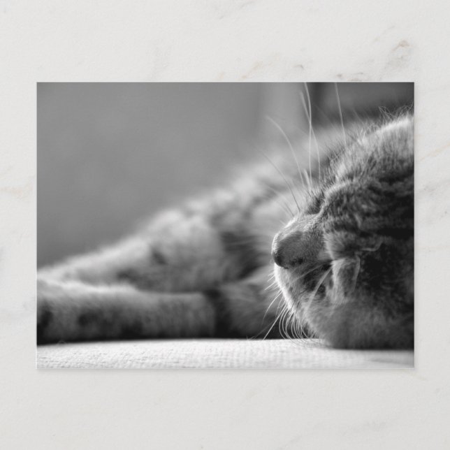 Carte Postale Katze SW (Devant)