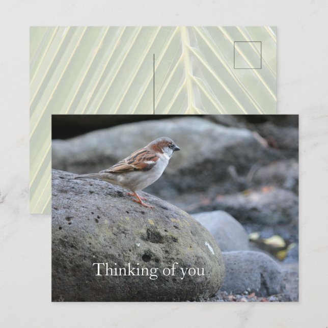 Carte Postale Kauai Hawaii Bird on Rocks Penser à vous (Devant / Derrière)