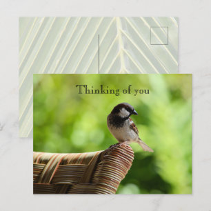 Carte Postale Kauai Hawaii Bird sur la chaise Penser à vous