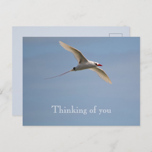 Carte Postale Kauai Hawaii Kilauea Flying Red Tropicbird (Devant / Derrière)