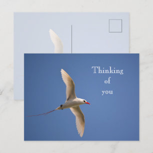 Carte Postale Kauai Hawaii Kilauea Tropicbird